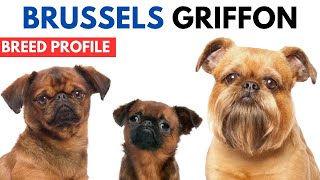 Brussels Griffon Breed Profile History  Price  Traits  Brussels Griffon Grooming Needs  Lifespan [upl. by Loretta]