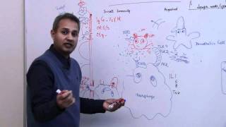 Immunology Neutrophil Lecture 3 Part 15 [upl. by Aranahs345]