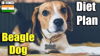 beagle  diet plan  amazing facts in hindi  Animal Channel Hindi [upl. by Noslien582]