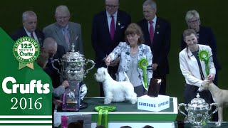 West Highland White Terrier wins Crufts Best in Show 2016 [upl. by Alyel]