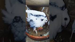 Buterfly male satinette pigeon satinette kabootar shorts yutubeshorts [upl. by Ahsienauq]