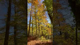 Die Schweiz nature shortvideo shorts switzerland [upl. by Panchito467]