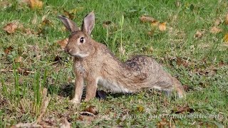 Conigli che giocano  Rabbits playing Oryctolagus cuniculus [upl. by Chaworth313]