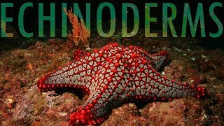 The Evolution of Echinoderms [upl. by Llennol]