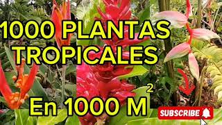 Plantas tropicales [upl. by Ymar]