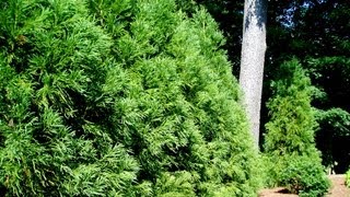 Yoshino Japanese Cryptomeria  Cryptomeria japonica Yoshino  Evergreen Screening Tree [upl. by Enoved]