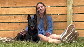 Watch Before Buying A Belgian Malinois Dog belgianmalinois dogtraining doglife [upl. by Enorej]