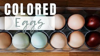 Chicken Breeds That Lay Colored Eggs  A Look Inside our Egg Basket [upl. by Ahsirk481]