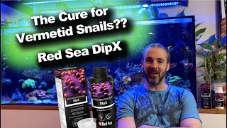 Can This Dip Kill Vermetid Snails  Red Sea DipX [upl. by Krock]