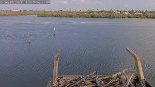 Hurricane Helene Cam  Captiva Osprey PTZ POV Offline from PowerInternet Outage [upl. by Rooker]