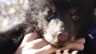 Bear Cubs Footage  Missouri Black Bear Project [upl. by Marlin]