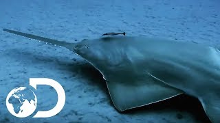 The Incredibly Endangered Sawfish  Lair Of The Sawfish  SHARK WEEK 2018 [upl. by Nwahshar353]