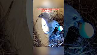 Cowbird came in to the nest and stealing an egg birds Bluebird birdlovers backyardbirds [upl. by Hyde253]