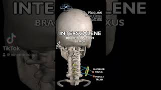 Interscalene brachial plexus block [upl. by Atalayah]