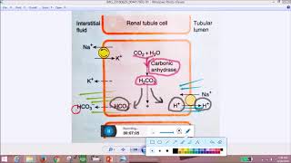 Acid Base Balance in body Renal Mechanism [upl. by Singhal915]