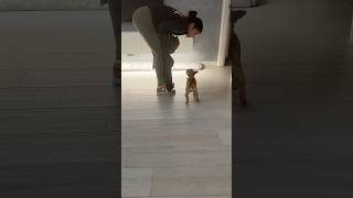 UNA BELLISSIMA MAGIA PER PIPPA😂 joeyerina joeydistefano pippajoeyerina bulldogfrancese [upl. by Akemor]