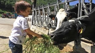 Vacas lecheras granja  Niños dando de comer  Actividades para niños  Granjas de vacas [upl. by Dorman]