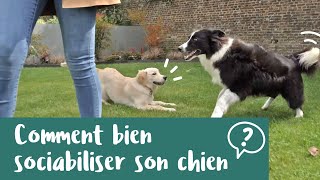 Comment bien sociabiliser votre chien [upl. by Nelrsa]