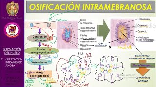 Osificación Endocondral e Intramembranosa  Bien explicado [upl. by Aliber]