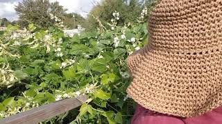 HARVESTING HYACINTH BEAN Part2 [upl. by Acirrehs670]