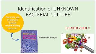 Identification of unknown Bacterial culture  Detailed video with Approach amp use of Bergeys manual [upl. by Eiuqram]