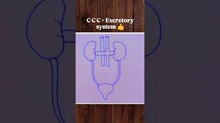 CCC  Excretory system 👍 biology bio science excretorysystem diagram art shorts [upl. by Nylesoy]