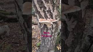 Birch Polypore nature getoutside with Duncan Moore of Lets Get Out CIC bushcraft forestschool [upl. by Namrak]