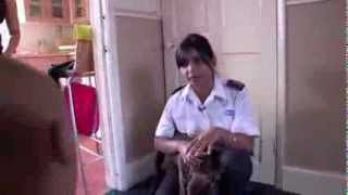 RSPCA Video  The Dog Rescuers Episode 8 [upl. by Eeralav876]