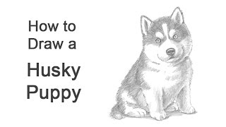 How To Draw A Dog Step By Step  Dog Drawing Easy [upl. by Ylloh]