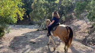 Amber Champagne Spotted Tennessee Walking Horse Mare [upl. by Crenshaw617]