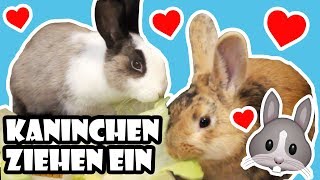 Kaninchen ziehen ein 🐰 Vom Tierheim ins neue Zuhause 💖 Adoption amp erster Tag 🐾 [upl. by Wina547]