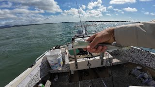 GARFISH Catch Clean amp Cook Ep3 [upl. by Aikat351]