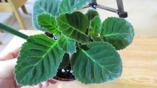 Gloxinia Growing Lots Of Healthy Leaves [upl. by Volpe]