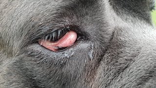 DOG CHERRY EYE Cause Remedy and Surgery Options [upl. by Yknip461]