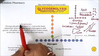 Glycogenolysis Part03  Glycogen Breakdown Pathway  Metabolism of Glycogen into Glucose  HINDI [upl. by Adnaral]