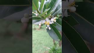 Flowers of Calophyllum inophyllum [upl. by Anen]