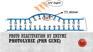 Photoreactivation or Light repair of DNA [upl. by Noeled726]