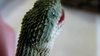 Atheris squamigera NZ 122009 feeding [upl. by Rudman]