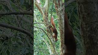 Hörnchen Schluckauf  shorts viralvideo cute squirrel birds nature animals funny [upl. by Hodge876]