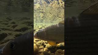 Early summer float amp grayling fishing grayling [upl. by Carley983]