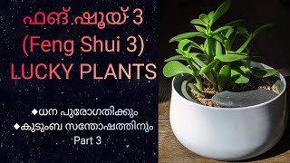 Feng Shui Tools  Lucky Plants  ഫങ് ഷൂയി  Part 3  Chinese geomancy [upl. by Nerdna]