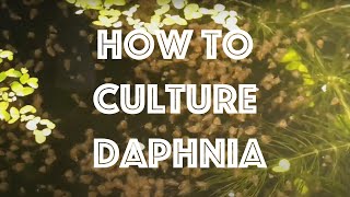 How To Culture Daphnia Magna [upl. by Ferrell]