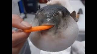 puff fish eating carrot meme [upl. by Ordnasil991]