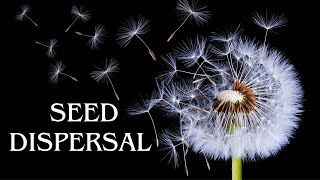 Seed dispersal in plants types of seed dispersion [upl. by Dygert]