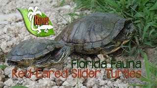 Red Eared Sliders Invading Florida [upl. by Ahseinek]