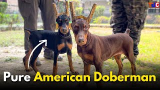 Meet The Champion Line Doberman Pinscher 😱 Real Doberman [upl. by Icyaj746]