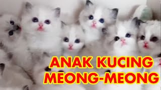 ANAK KUCING MEONGMEONG  KELAKUAN ANAK KUCING YANG MENGGEMASKAN  VERY CUTE  CAT CUTE [upl. by Jacquelynn]