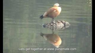 Ruddy Shelduck Brahminy Duck kavdiwmv [upl. by Enra]