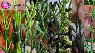 Clonal Variation in Epiphytic Cacti [upl. by Oralie]