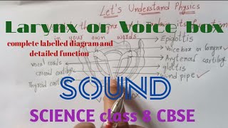 Labelled diagram and function of voice boxScience class 8 CBSE SOUND chapter [upl. by Chico]